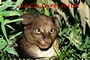 Jaguarundi picture